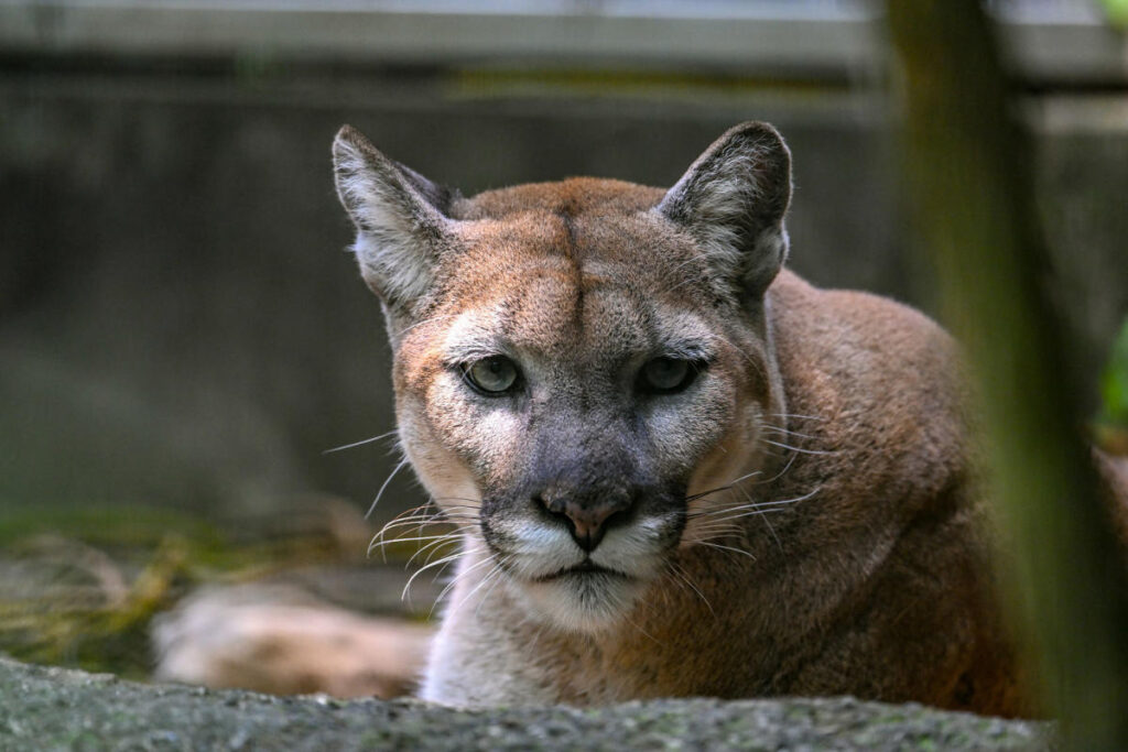 1 killed, 1 injured in mountain lion attack in Northern California
