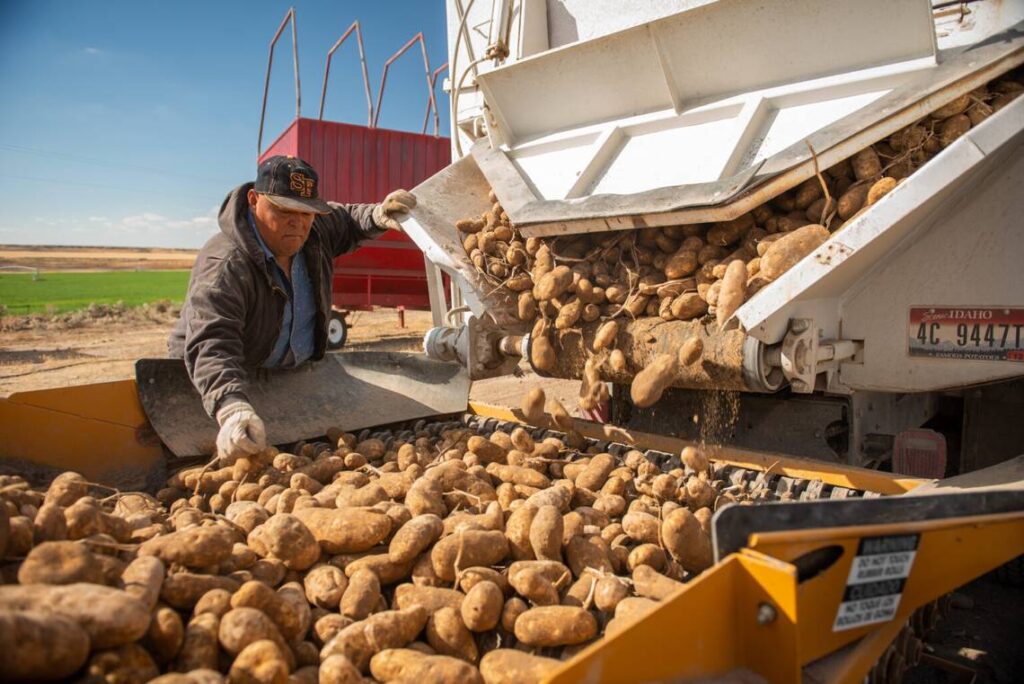 Are Idaho’s famous potatoes vegetables or … grains?! Senators take a stand in food debate