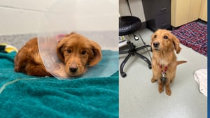 Brookline woman charged with animal cruelty of emaciated Golden Retriever-mix, one other dog