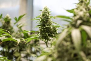 Cherokee reveal who can buy marijuana at their North Carolina cannabis superstore