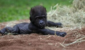 Fort Worth Zoo prepares to say goodbye to baby gorilla moving to new home next week