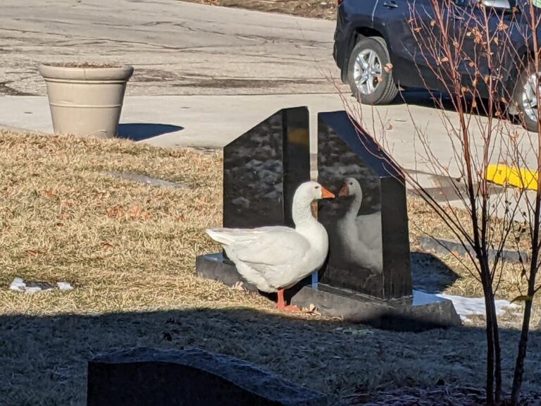 How a catchy personal ad helped two widowed Iowa geese find new love in a cemetery