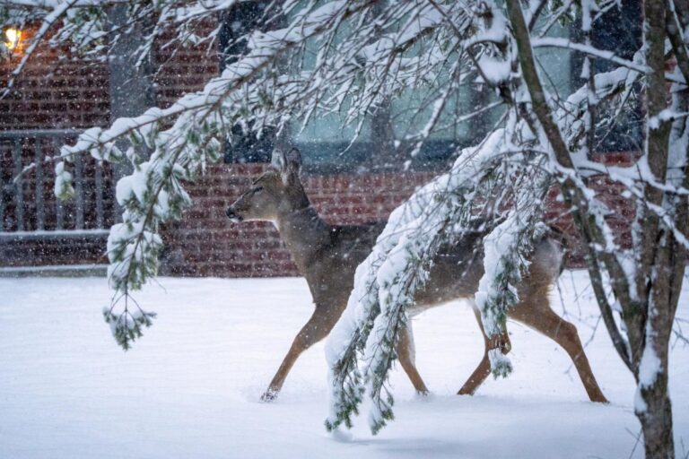 How much did it snow in Milwaukee and Wisconsin today?