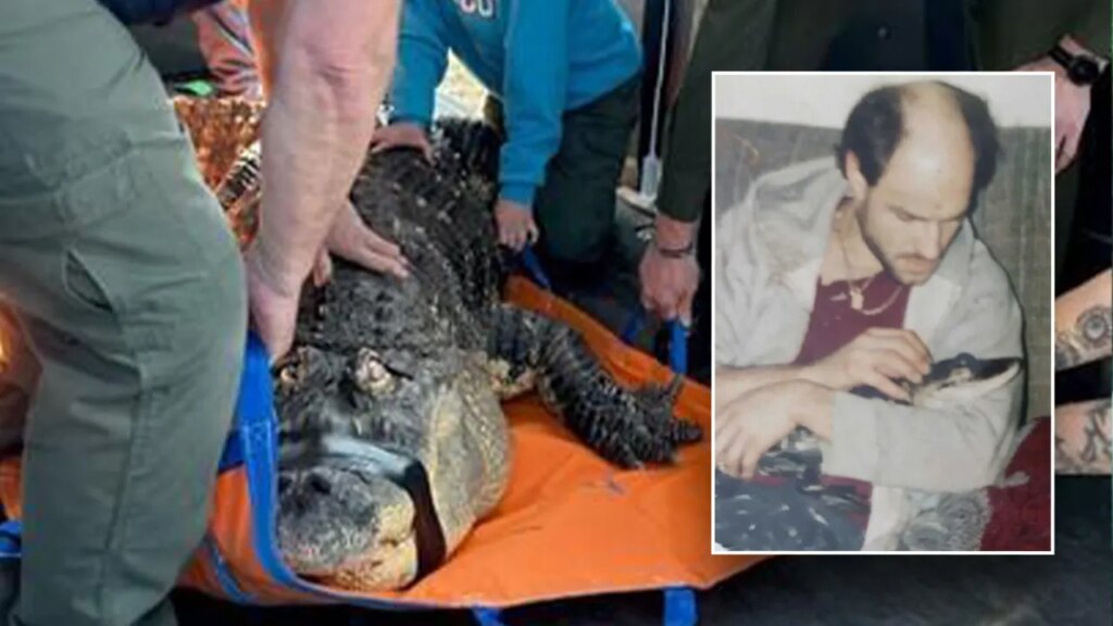 New York pet alligator seized by state 'like they were raiding a terrorist's home,' owner says