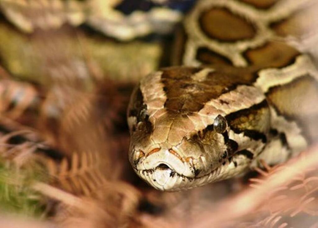 Python caught in Everglades had blood-sucking tick filling its eye socket. See photos
