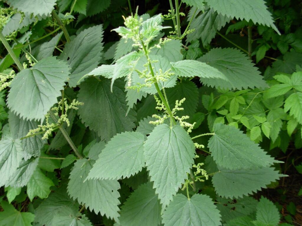 The stinging nettle weed is well named, but also has health benefits