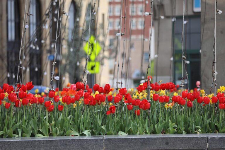 Track flowers blooming now across New York