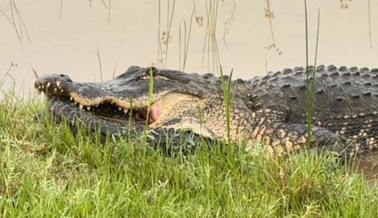 Woman on run spots alligator trying to swallow another alligator, Florida photos show