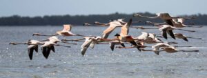 A Flamingo flock inspires hope. Have the rare birds returned to the Everglades for good?