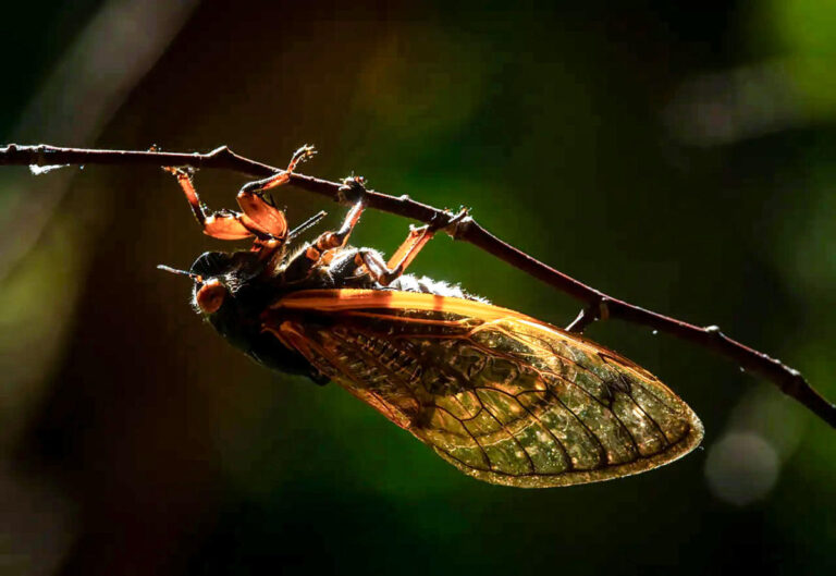 Billions of insects poised to emerge in double-brood invasion