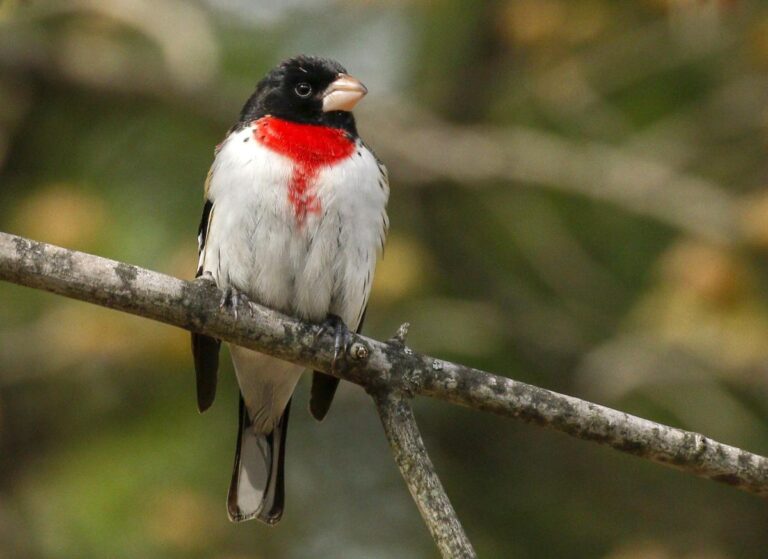 Bird enthusiast to present program at Lenawee District Library