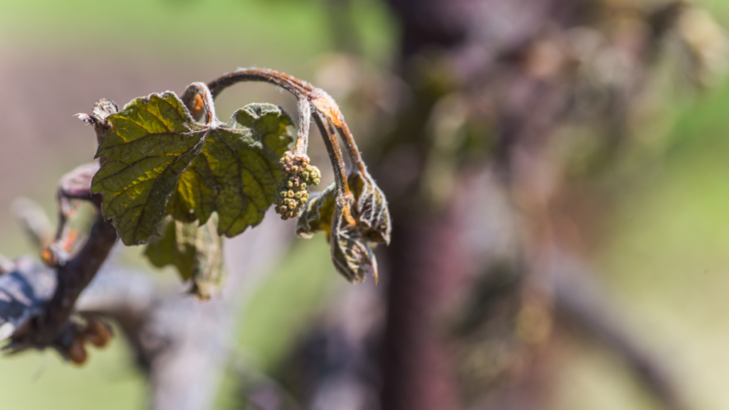 Cold snap causes “great damage” to German vineyards