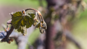 Cold snap causes “great damage” to German vineyards