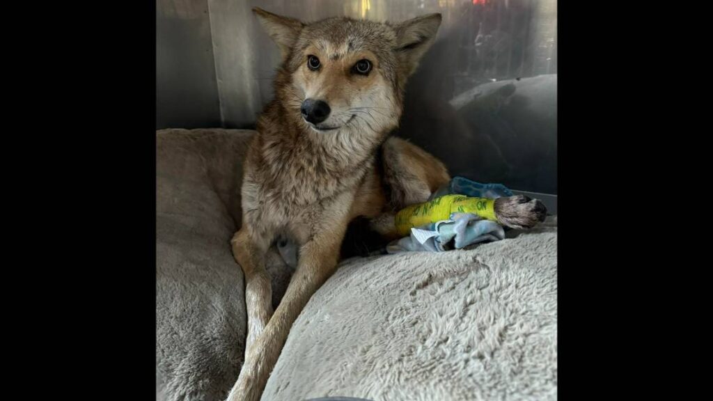Coyote hit by car gets lodged in the grille — and survives, Illinois photos show