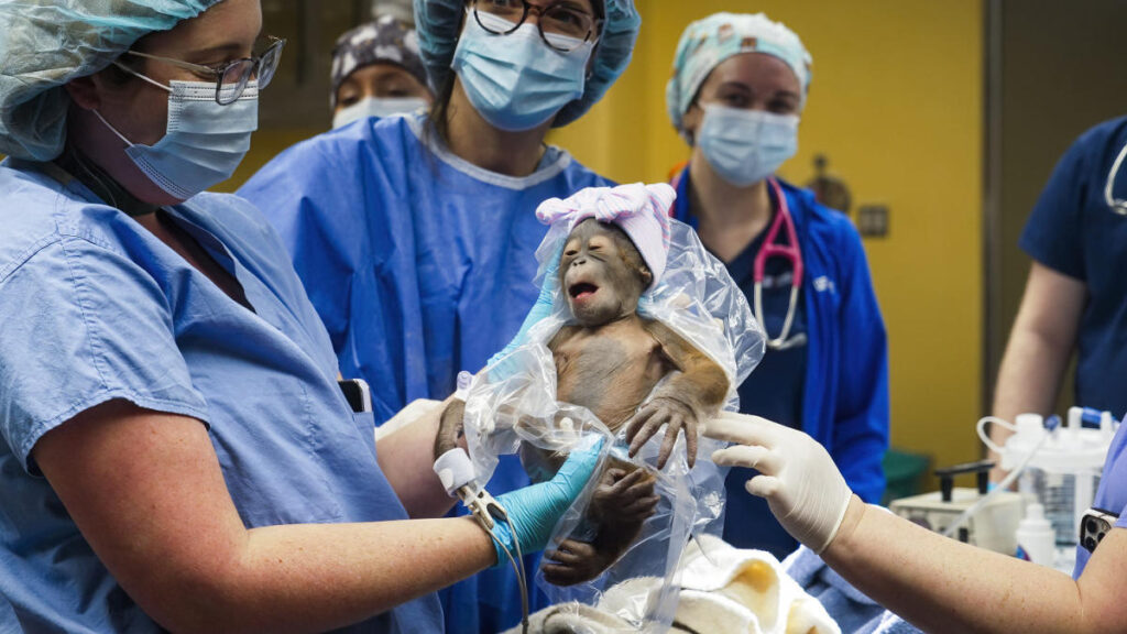 Critically endangered orangutan born via C-section at Busch Gardens. See the newborn's adorable pics
