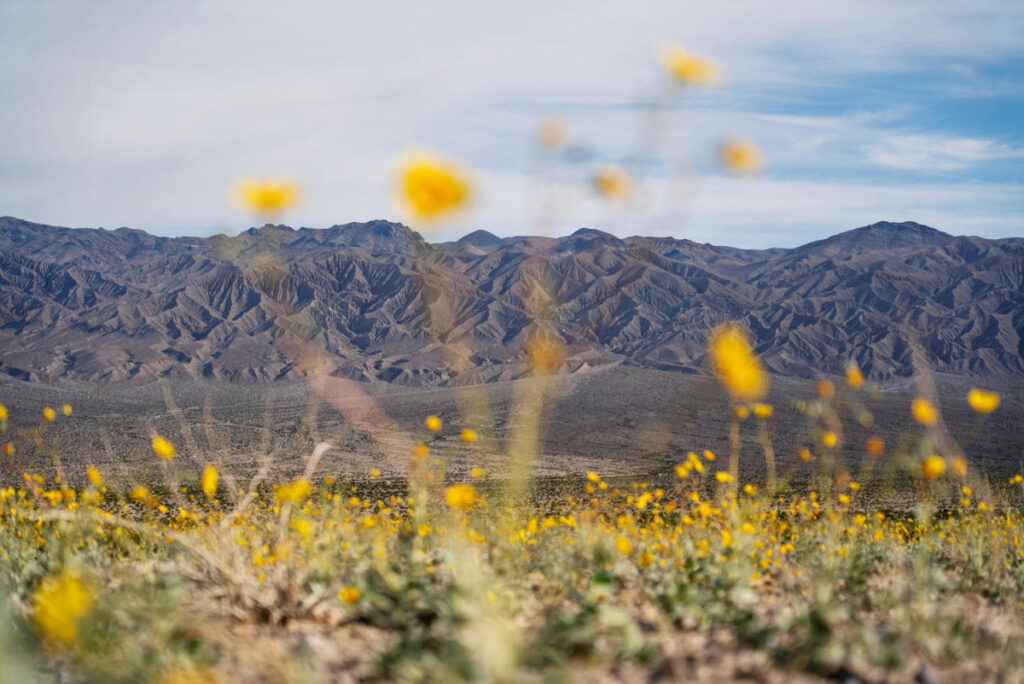 Death Valley has become a picture of climate whiplash