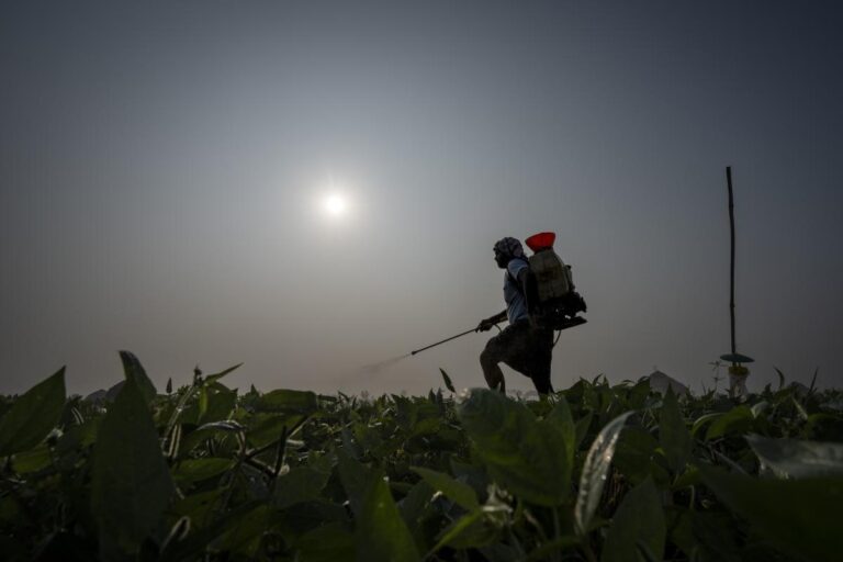 Farmers in India are hit hard by extreme weather. Some say expanding natural farming is the answer