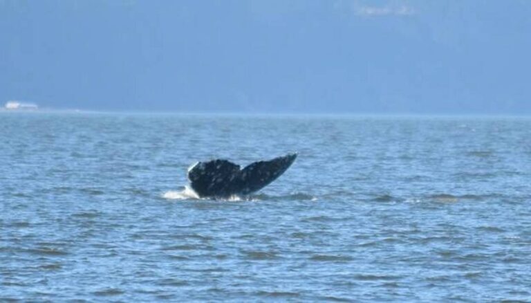 Gray whale season has arrived in Puget Sound. Here’s where you can find ‘Sounders’ in WA