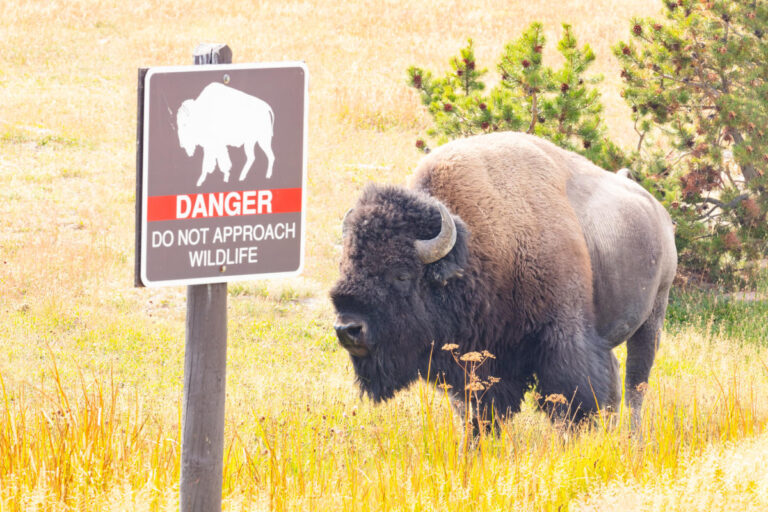 Intoxicated Man Arrested for Kicking a Bison in Yellowstone Park