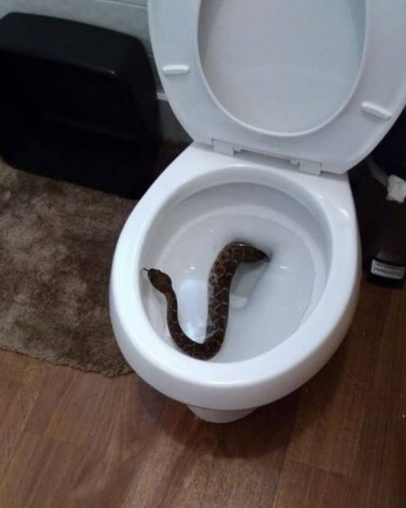 It’s warming up in Texas and snakes are out. Check before taking a seat on the toilet
