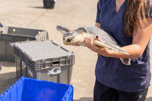 Largest sea turtle release planned on Georgia coast in Jekyll Island
