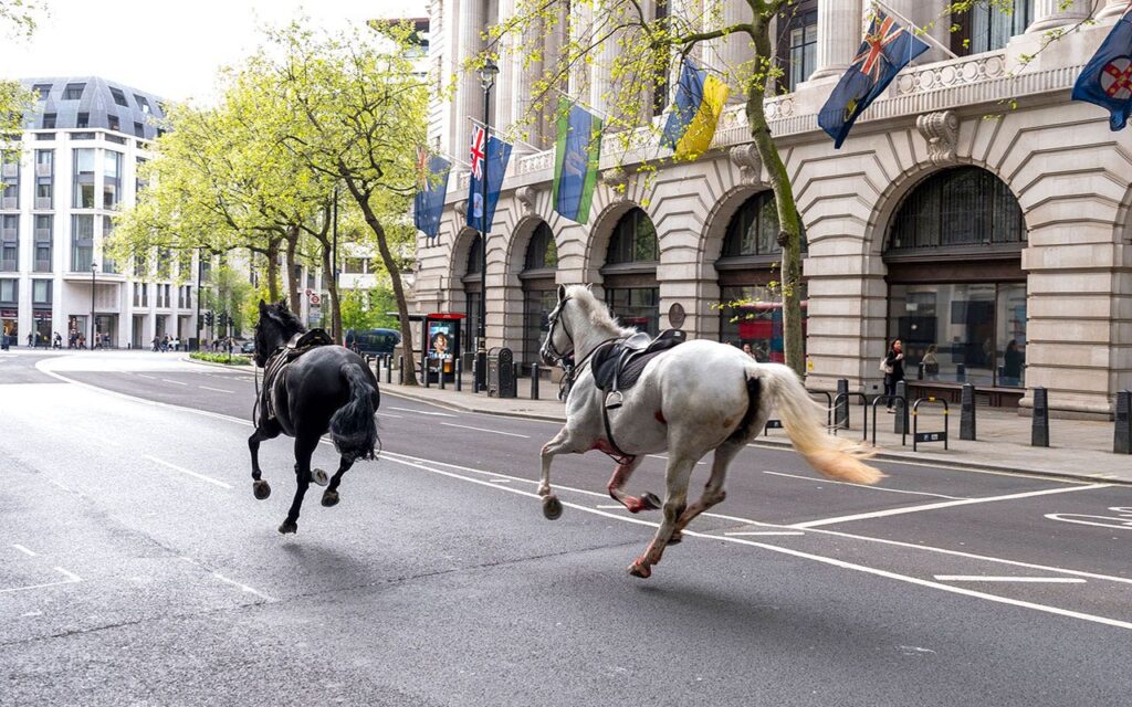 London police capture 2 horses roaming city streets