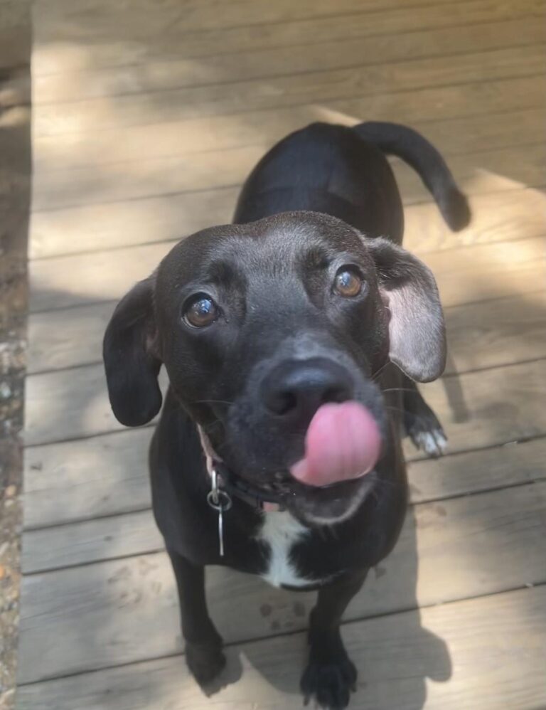 Meet Annie, a Lab mix who'd be perfect for any family