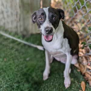 Prepare for a whirlwind of joy. Leia Marie is a delightful 1½-year-old Labrador Retriever/Chihuahua mix with a unique way of saying “hello.”  She'll zoom around you like a mini tornado, tail wagging at warp speed. If there are other furry pals around, even better. Dogs, cats — bring 'em on.