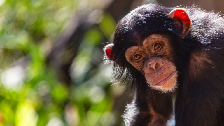 Mining of materials needed for 'green revolution' puts great ape population at risk