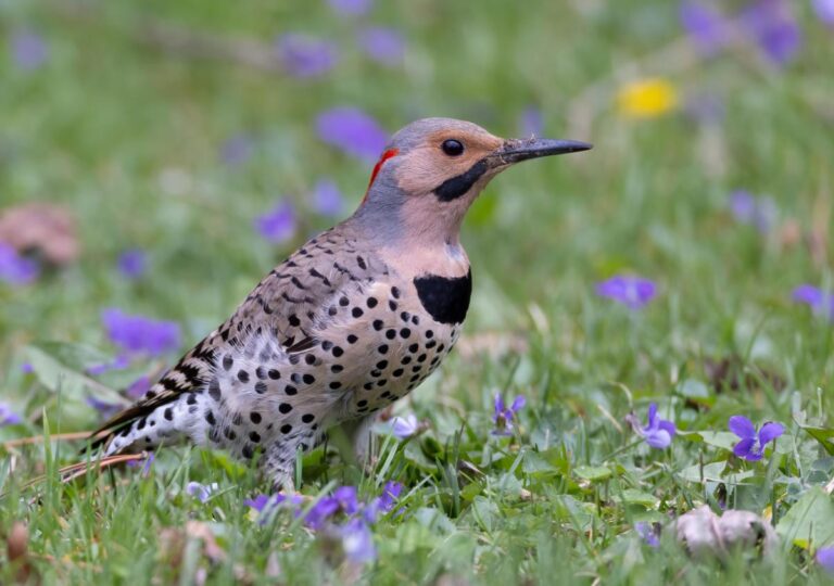 Northern flickers are a sight to behold