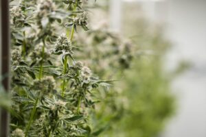 Ohio recreational marijuana sales could happen sooner than expected