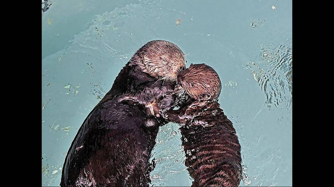 Orphaned sea otter pup paired with surrogate mom — a ‘milestone’ for ...