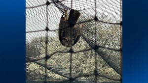 Owl gets stuck in batting cage netting in Jefferson Hills