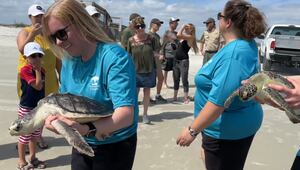 Pittsburgh Zoo & Aquarium releases rehabilitated sea turtles into the ocean