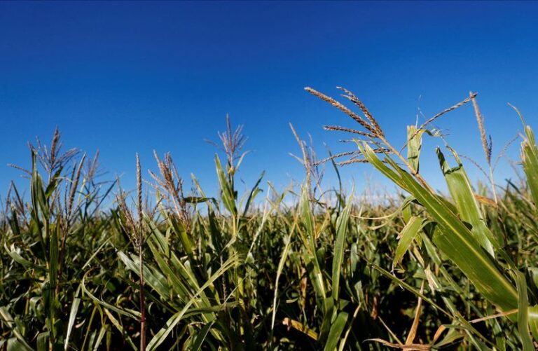 Rain, cooler weather in Argentina farmlands should stall leafhopper spread