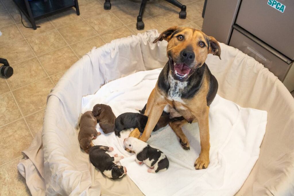 Rainbow the dog gives birth at NC shelter. See her 7 cute pups — with colorful names