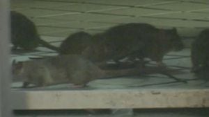 Rats ravage car wires in Boston’s South End