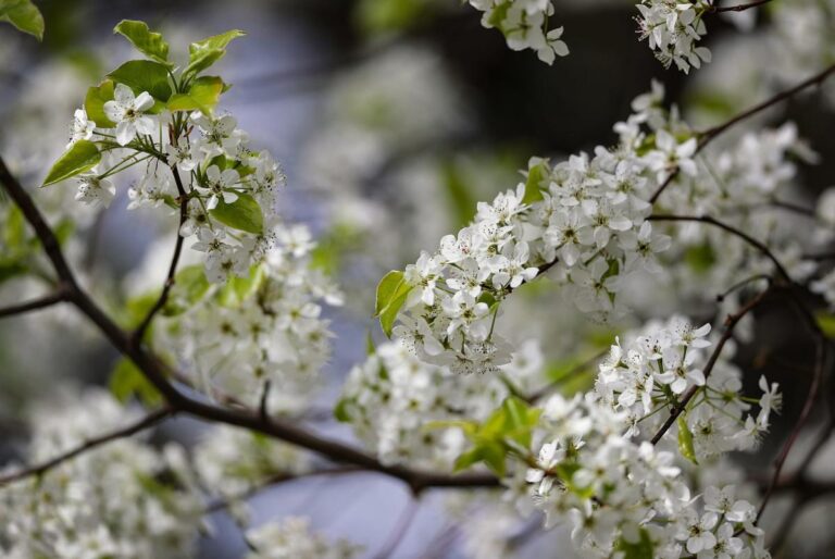 Stop planting invasive Bradford pear trees and take down every one you see