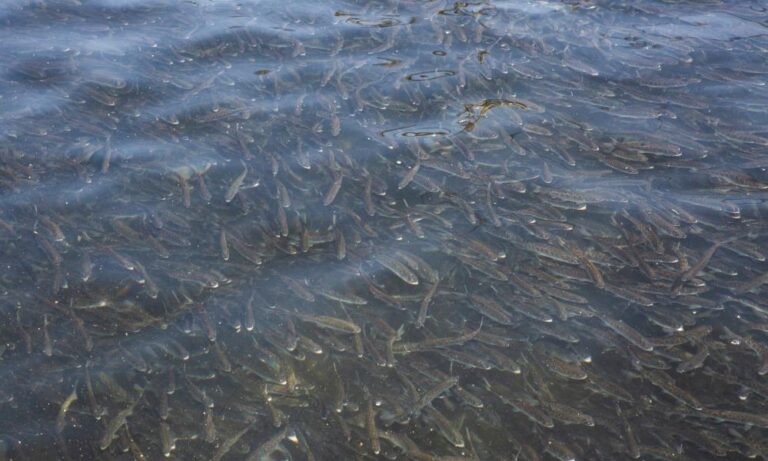 Thousands of young salmon survive Oregon truck crash by dropping into nearby creek