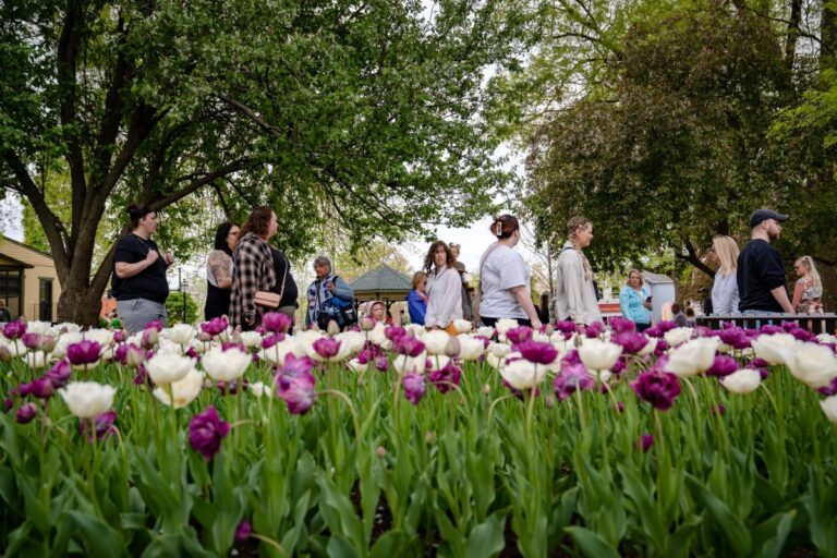 With an early spring, will Pella have enough tulips? What we know: