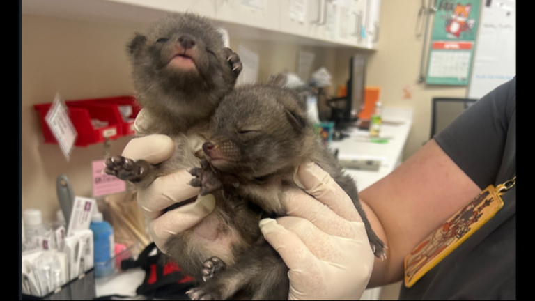 ‘Kittens’ found near Arizona shed turn out to be a bit more wild. See the ‘tiny babies’