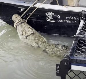 13-foot-long crocodile ‘lunged’ at resident and evaded capture — until now. See it