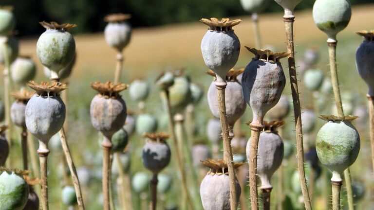 Chinese woman gets jail time for growing opium poppies for her hot pot