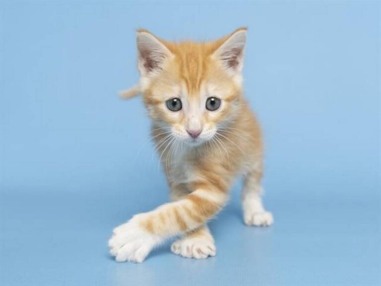 Crying kitten was stuck in Arizona ceiling for 24 hours. Now she’s up for adoption