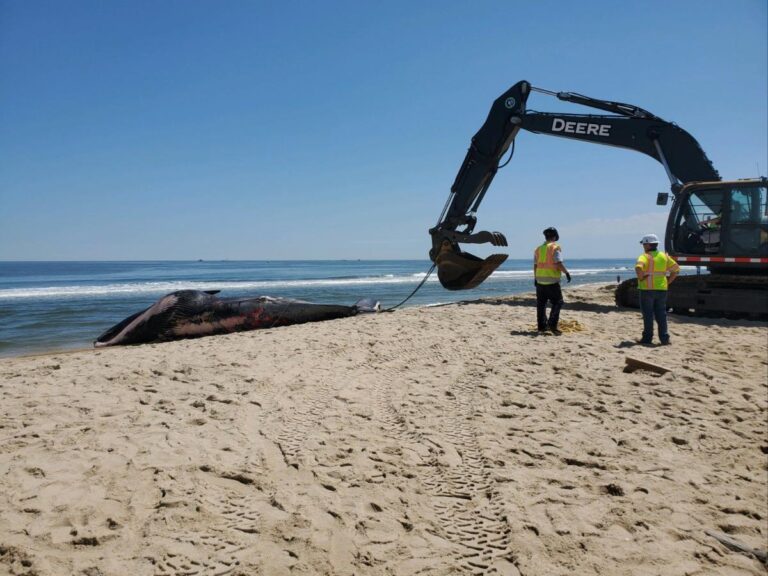 Dead whale caught on bow of MSC Cruises ship, authorities investigating