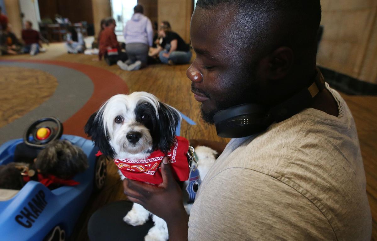 Emotional support dogs help Iowa State students through finals - Global ...