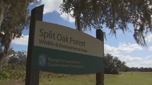 FWC to meet Wednesday to discuss possible toll road near Split Oak Forest