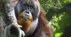 In a first, an orangutan is seen using a medicinal plant to treat injury