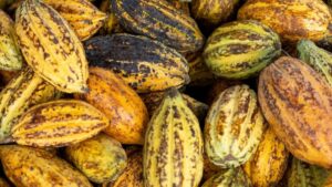Investors call on chocolate giants to boost cocoa farmers’ wages
