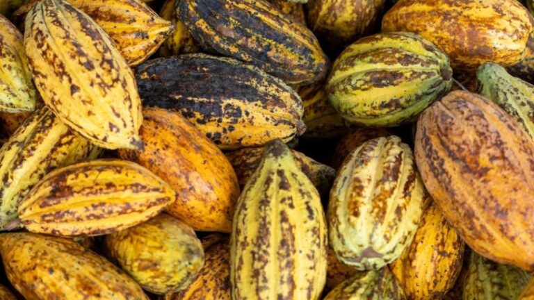 Investors call on chocolate giants to boost cocoa farmers’ wages